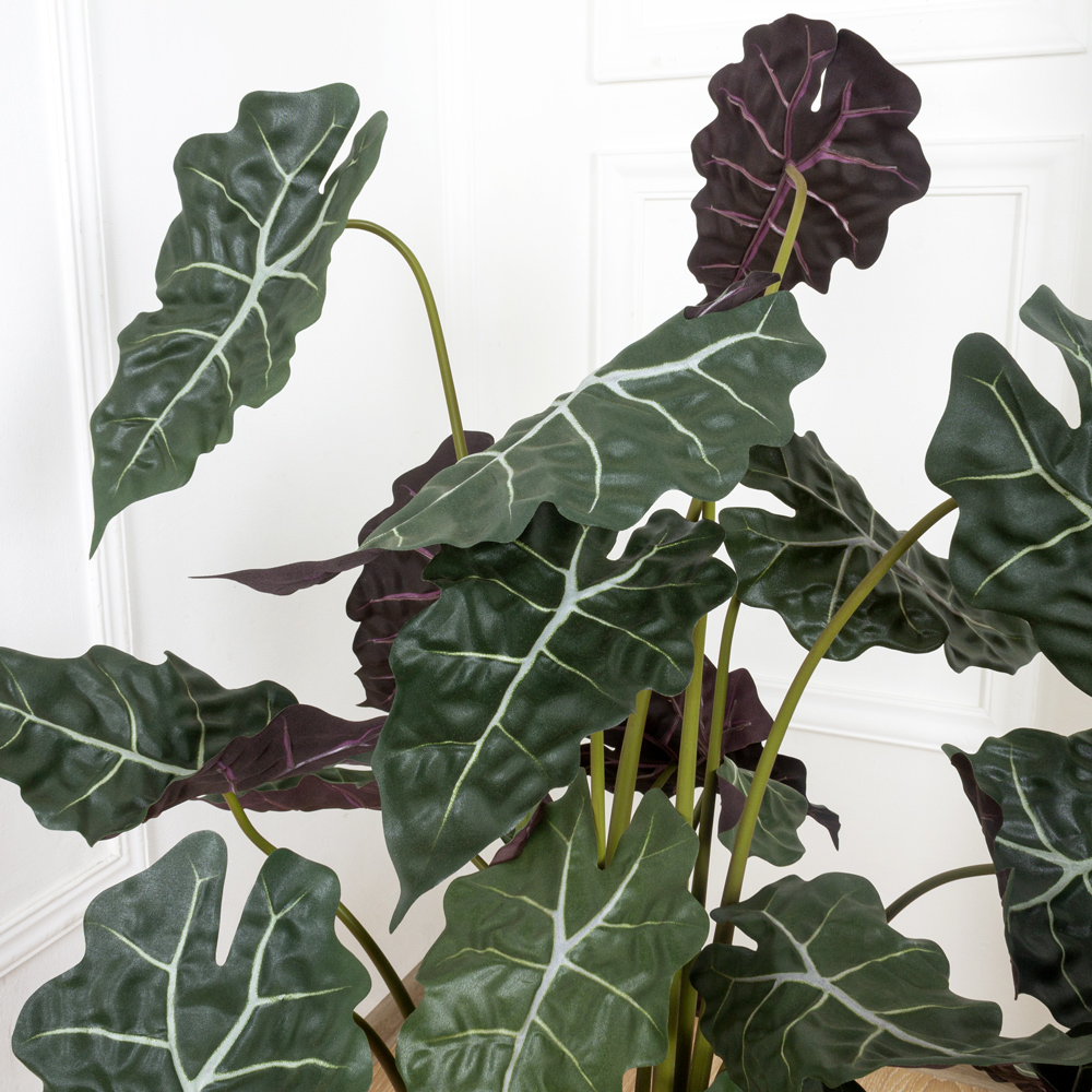 110/479(МТ) Алоказия искусственная h110см_1