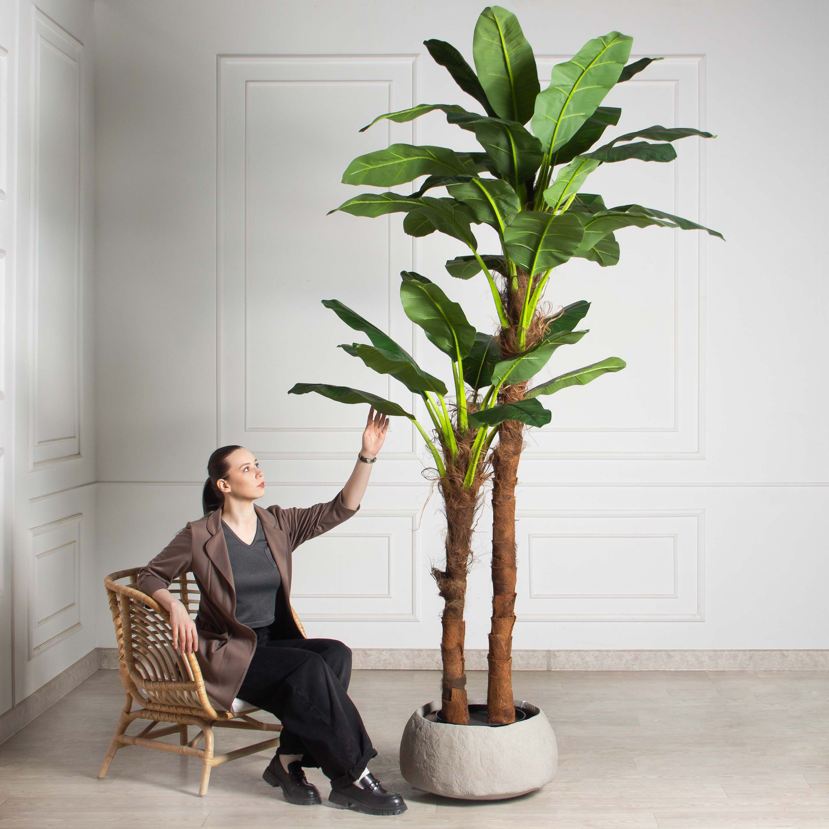 ПС250/2С/43(з)(F) Банановая пальма искусственная h250см (латекс премиум)_6