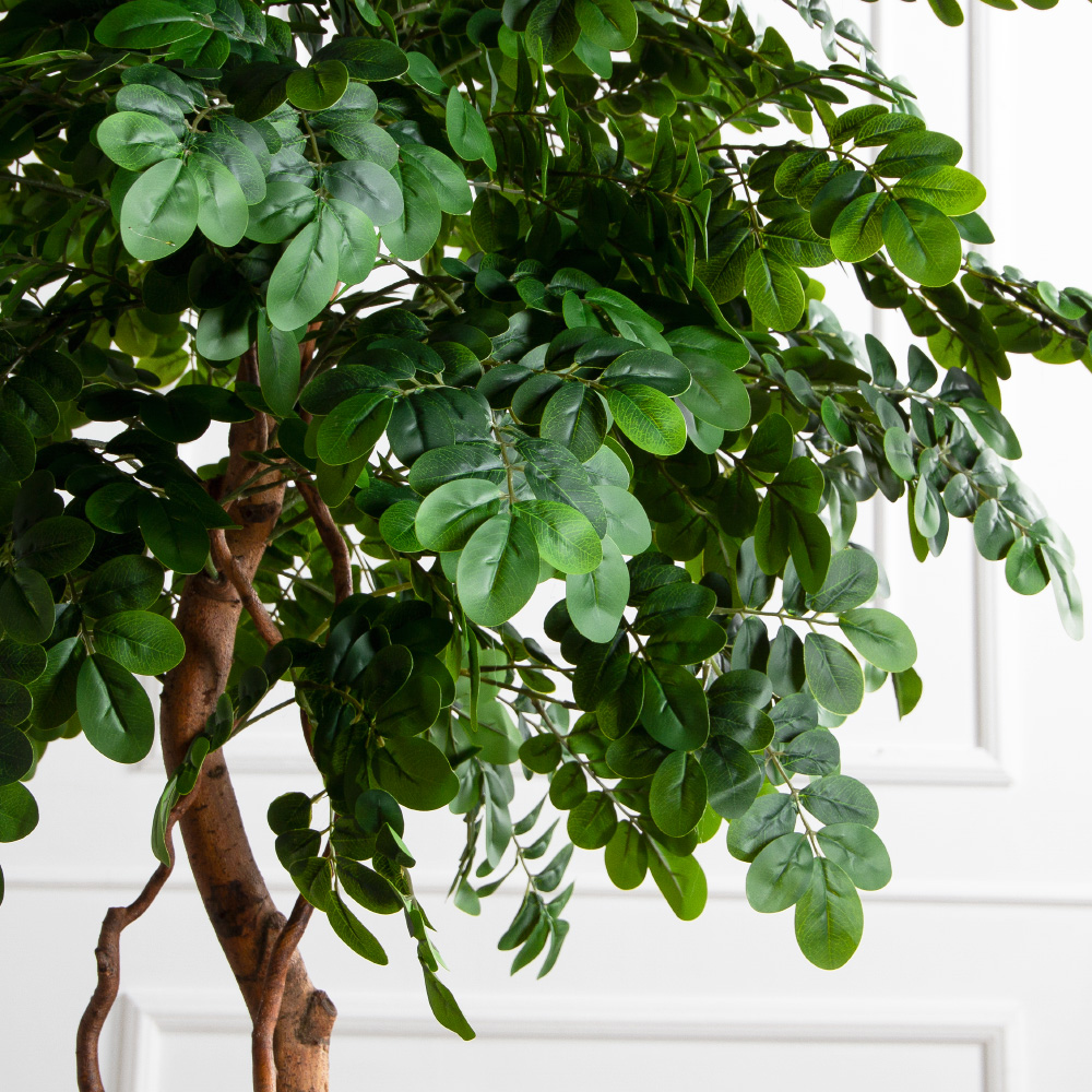 180/2К/ВИТ/702(Пр)(F) Софора японская искуственная h180см,(латекс)_4