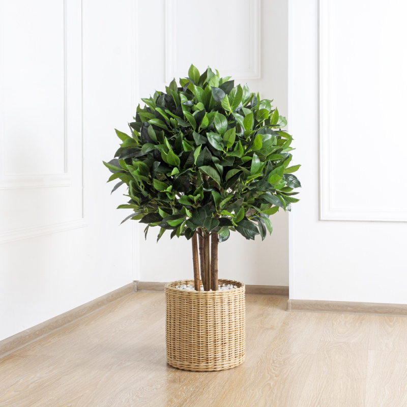 100/Ш/190 Лавр Камфорный h100см(латекс)_3