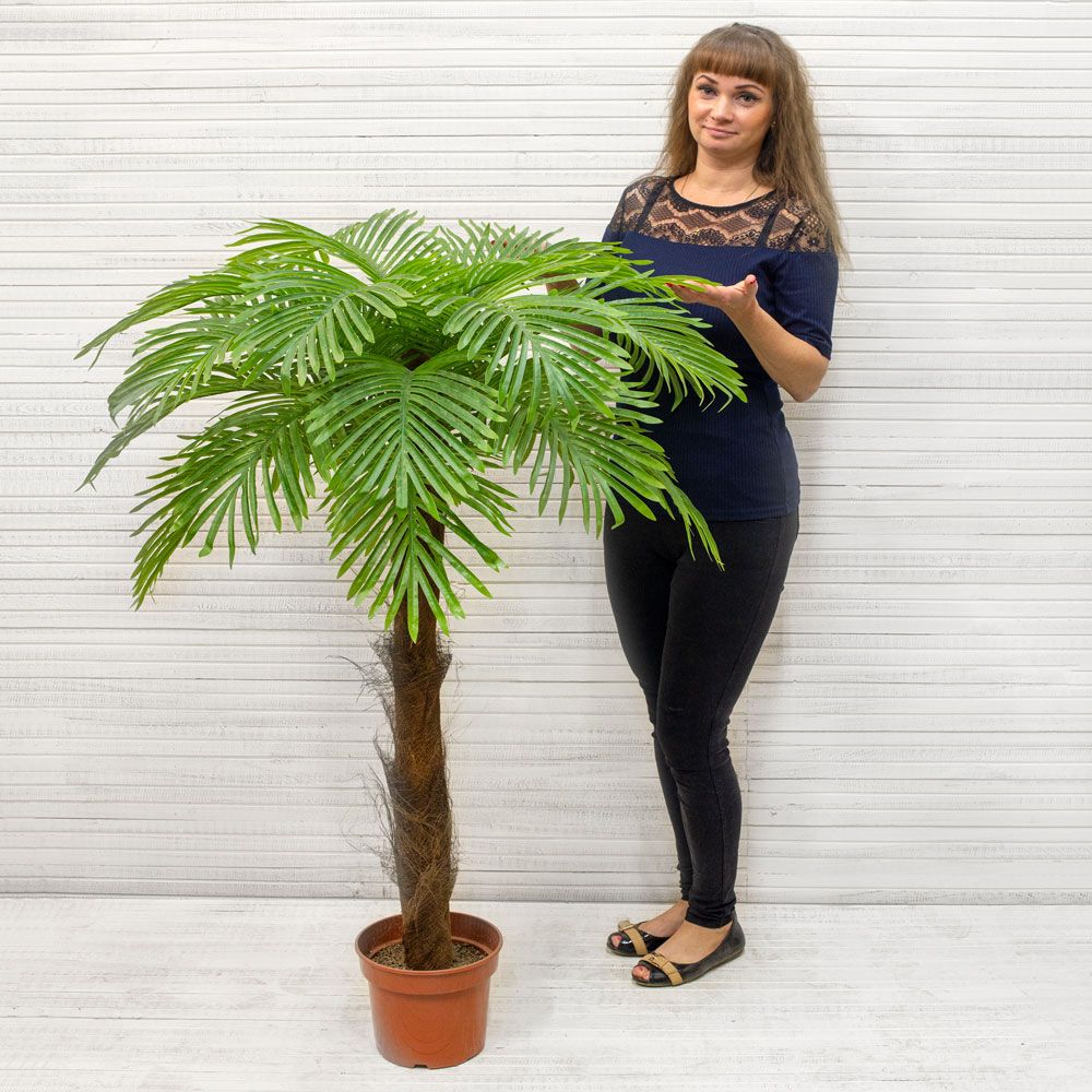 П120/49Л Пальма Арека (латекс) h-120см_3