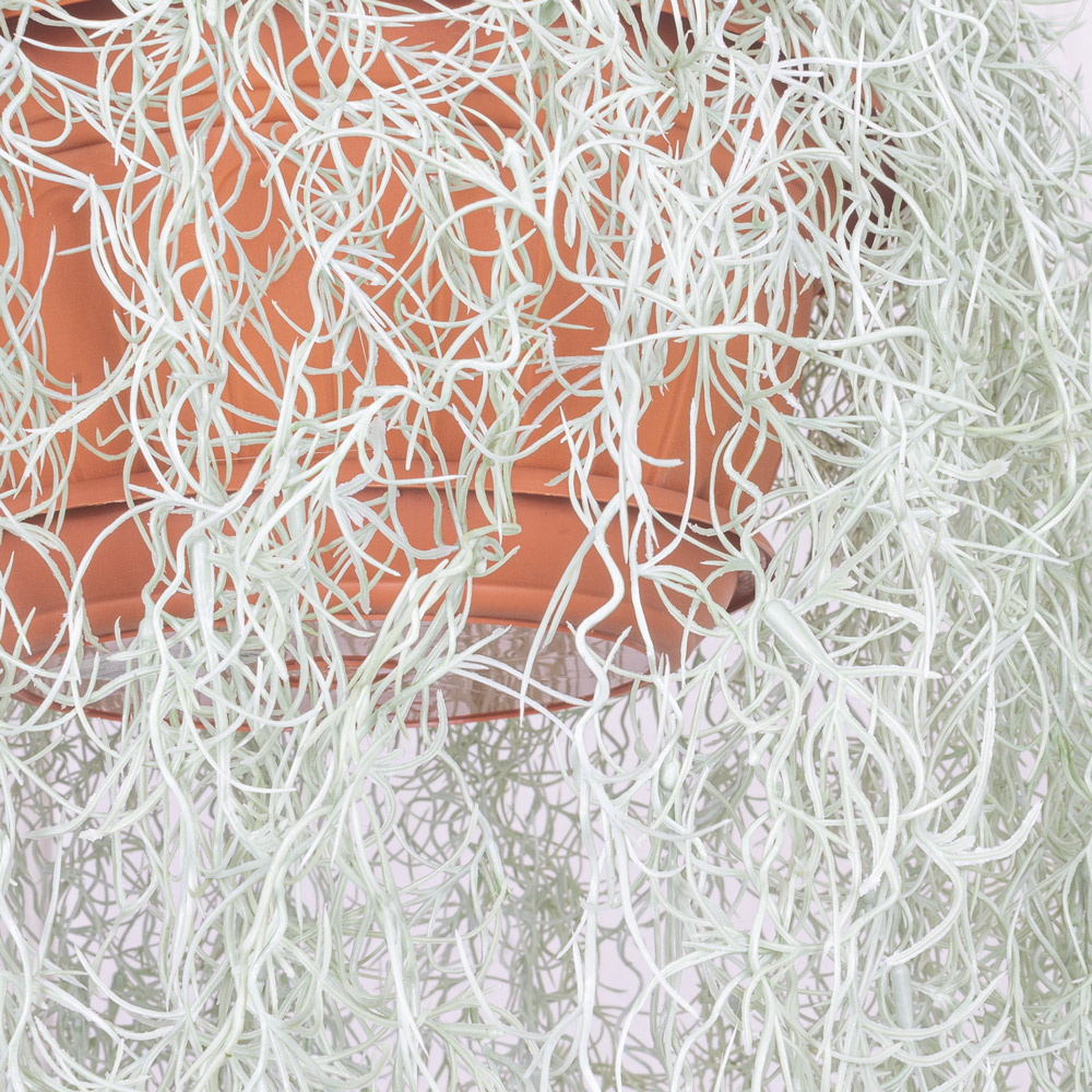 КЗ/17 Тилландсия ампельная в подвесном кашпо d26см (35xh135см)_4