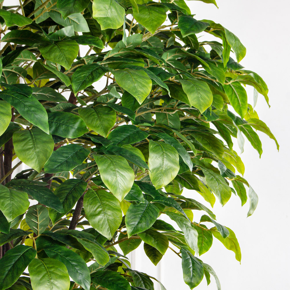 250/РН/537(з)(F) Липа искусственная h250см в кашпо (латекс)_7