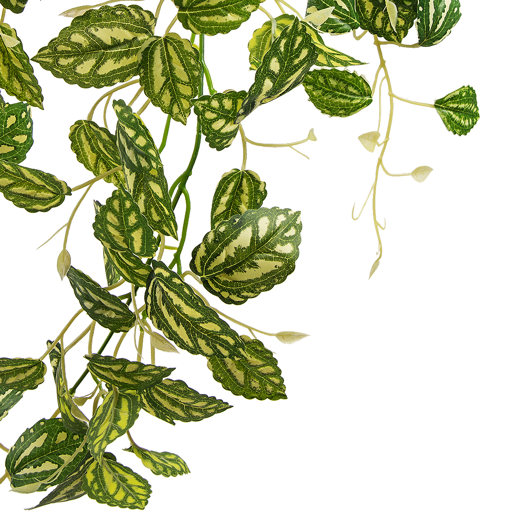 7144/0270-14 Плющ пилея кадье *3 h70см_2