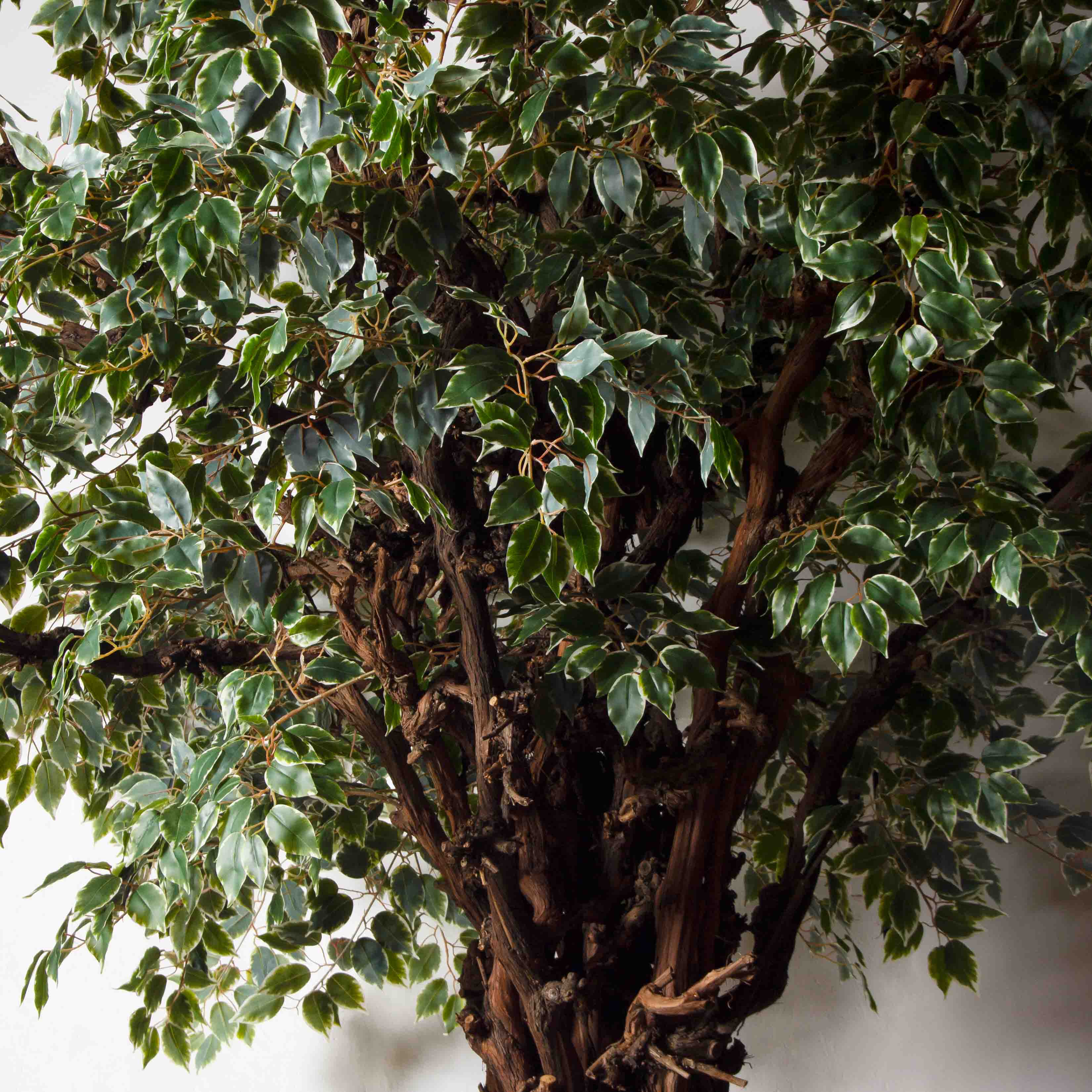 320/ОС/АСС/17(Пр)(F)Фикус Бенджамина искусственный h320см_3