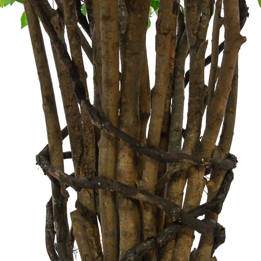 300/РН/34-10(з.) Фикус h300см (латекс)_3