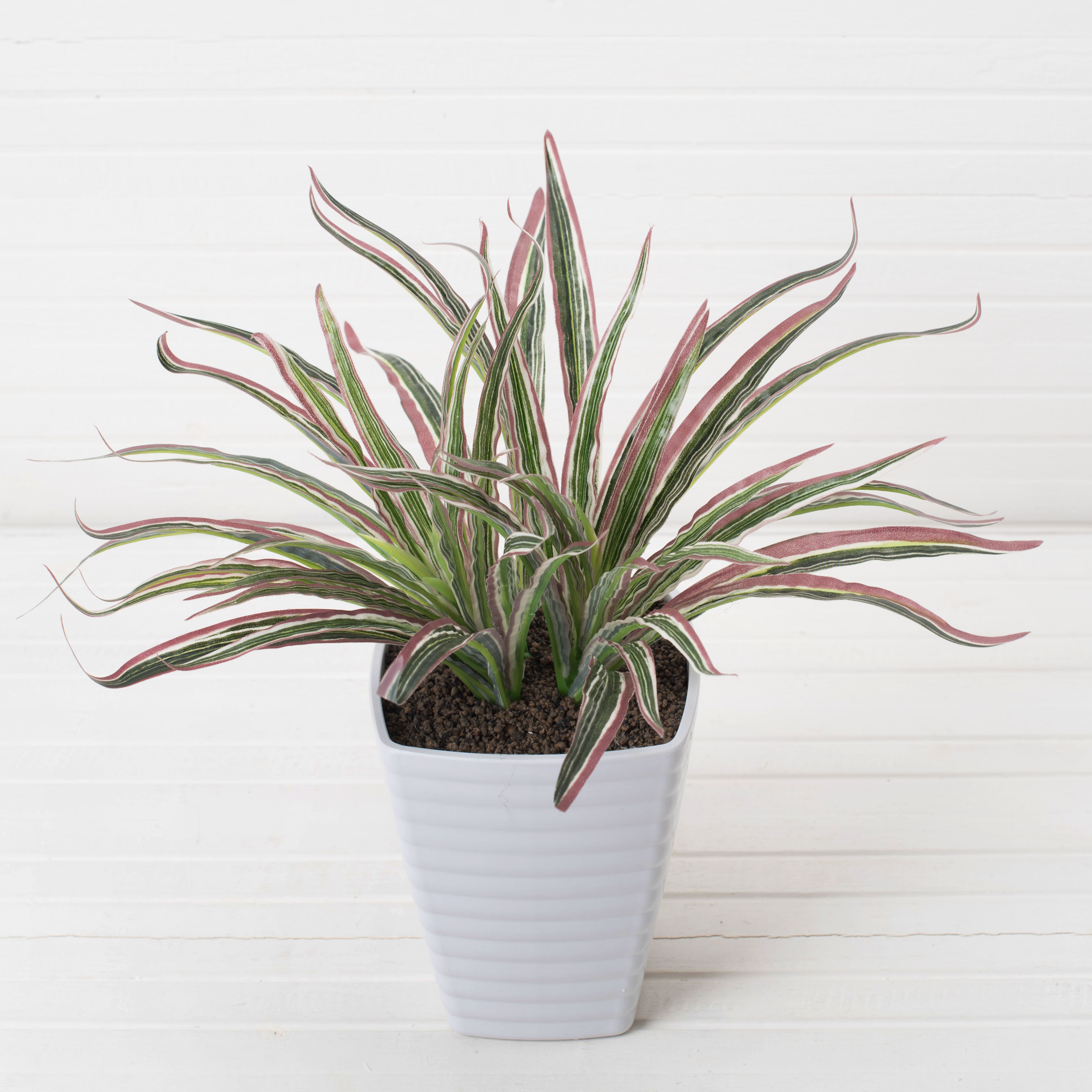 К277(з) Драцена (d-30 h-25) в ребристом кашпо(13.5*13.5*16