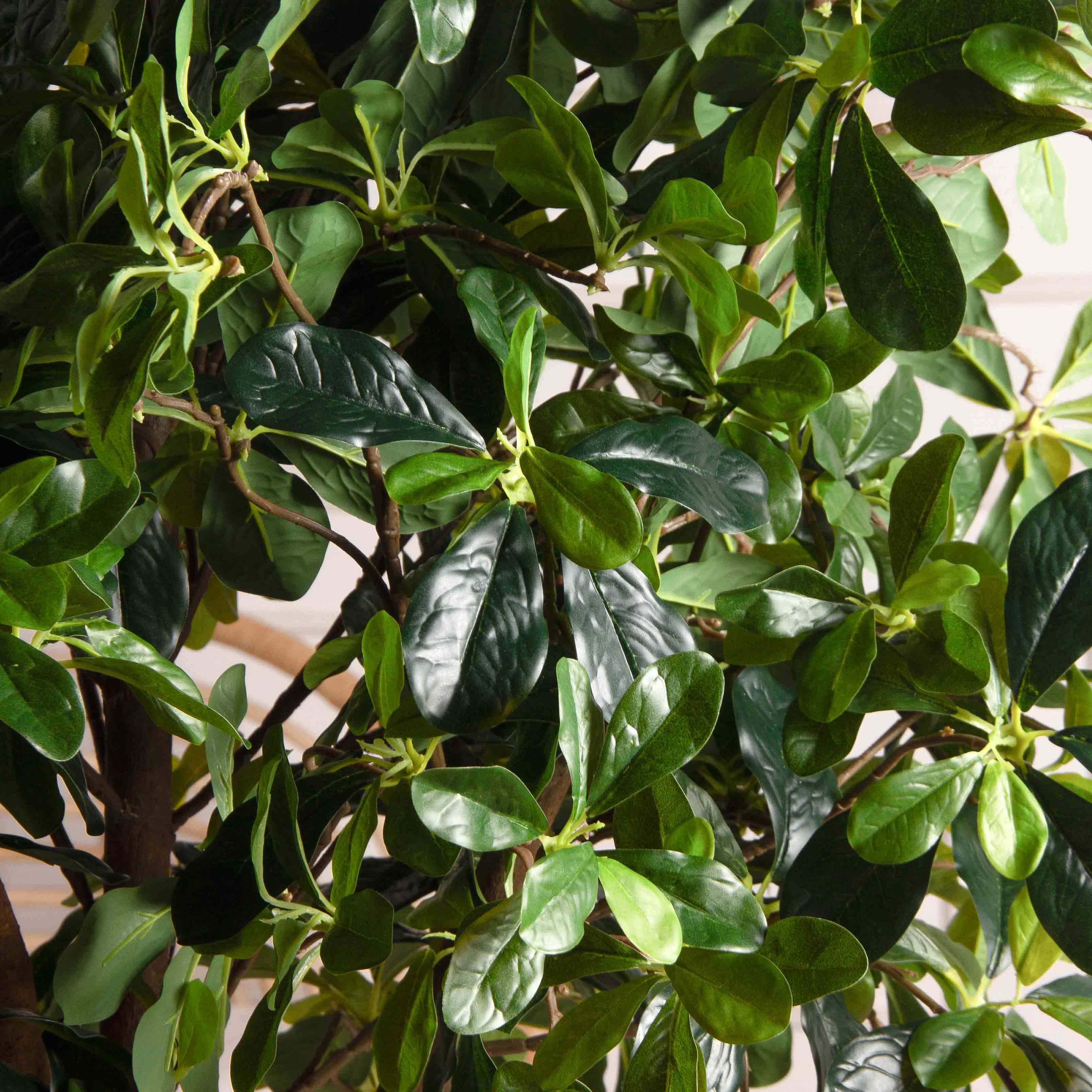 150/РН/84-2(з)(F) Шеффлера искусственная h150см_4