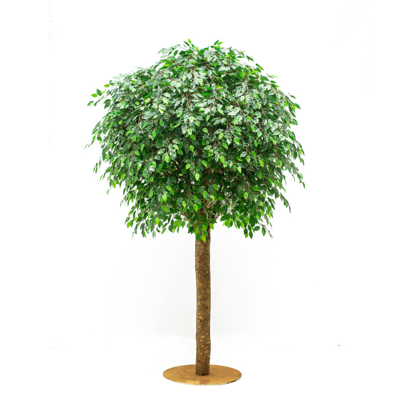 270/РН/34-1(з.) Фикус (латекс) h270 на фанерном основании