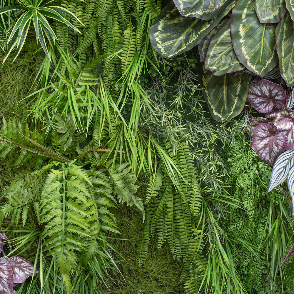 Фитостена 86 с Бегонией_3