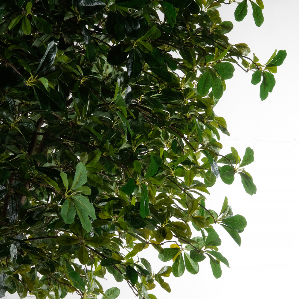 320/РН/84-1(з)(F) Шеффлера искусственная h320см на основании_4