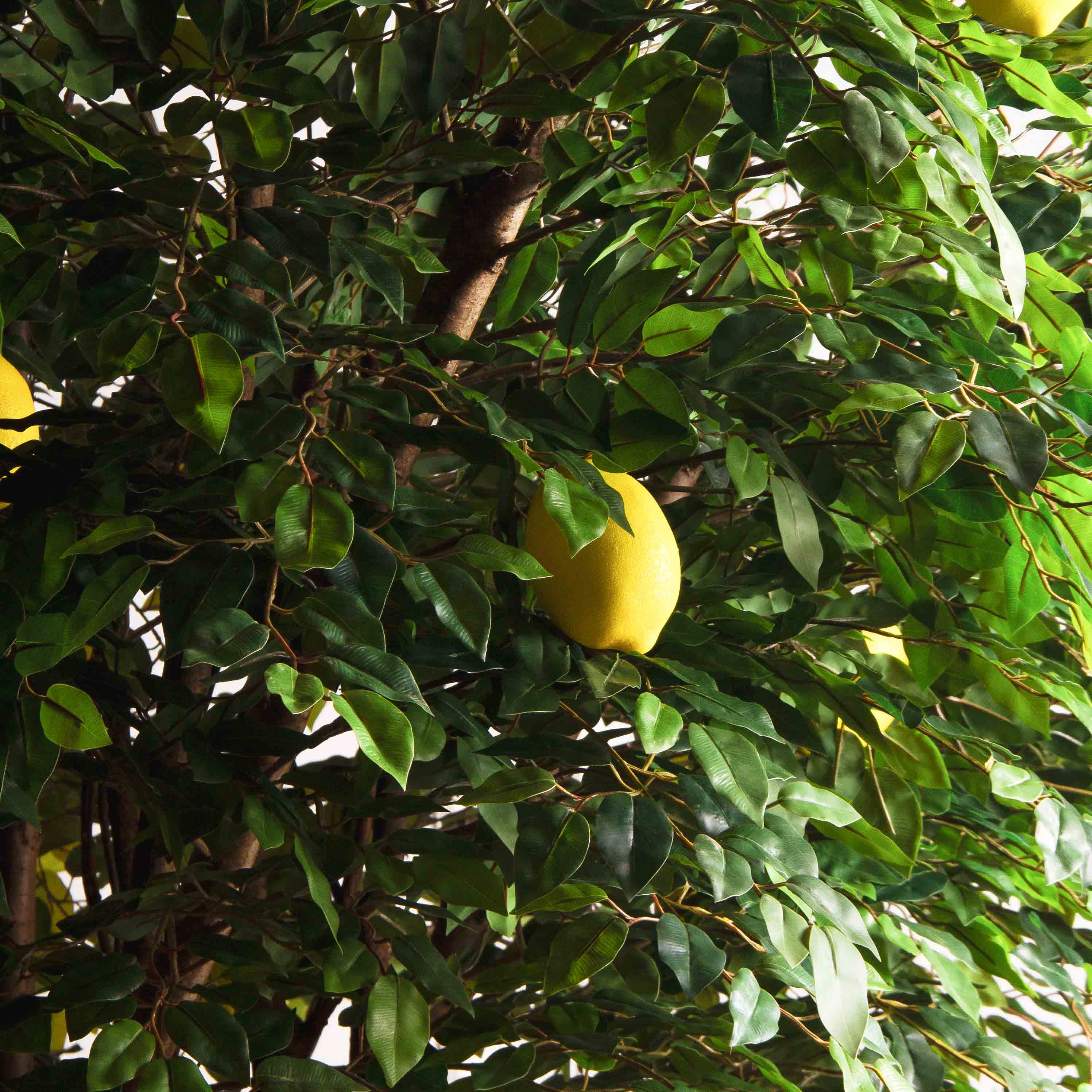 250/РН/20М-1(з)(УУ)(Пр)(F) Лимон искусственный h250см d200см, латекс_5