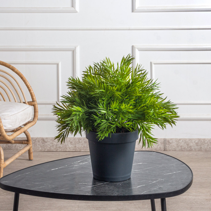 КС129(з)(F) Погонатерум в кашпо d23см