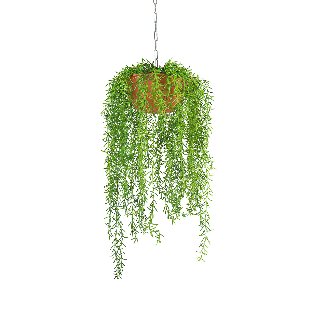 КЗ 20 Палочник ампельный в подвесном кашпо d-26см