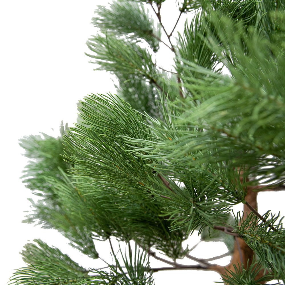 160Разб/Нат/224(з.) Сосна с натуральной корой h160см_3