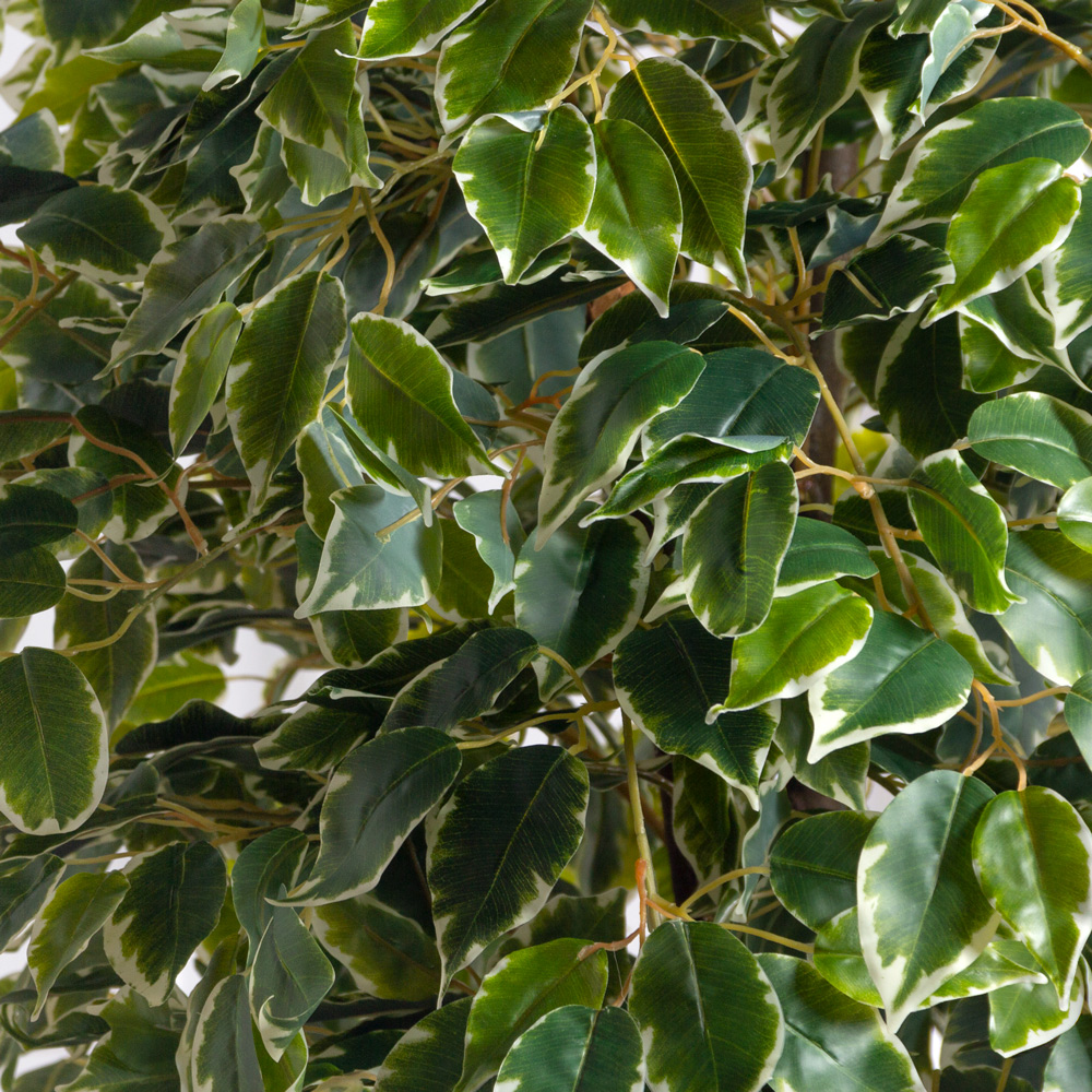 180/РПК/17(Пр)(F) Фикус Бенджамина искусственный h180см (латекс)_2