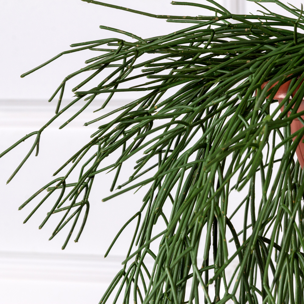 КЗ/21-1(з) Композиция искусственная Рипсалис ампельный в подвесном кашпо _1