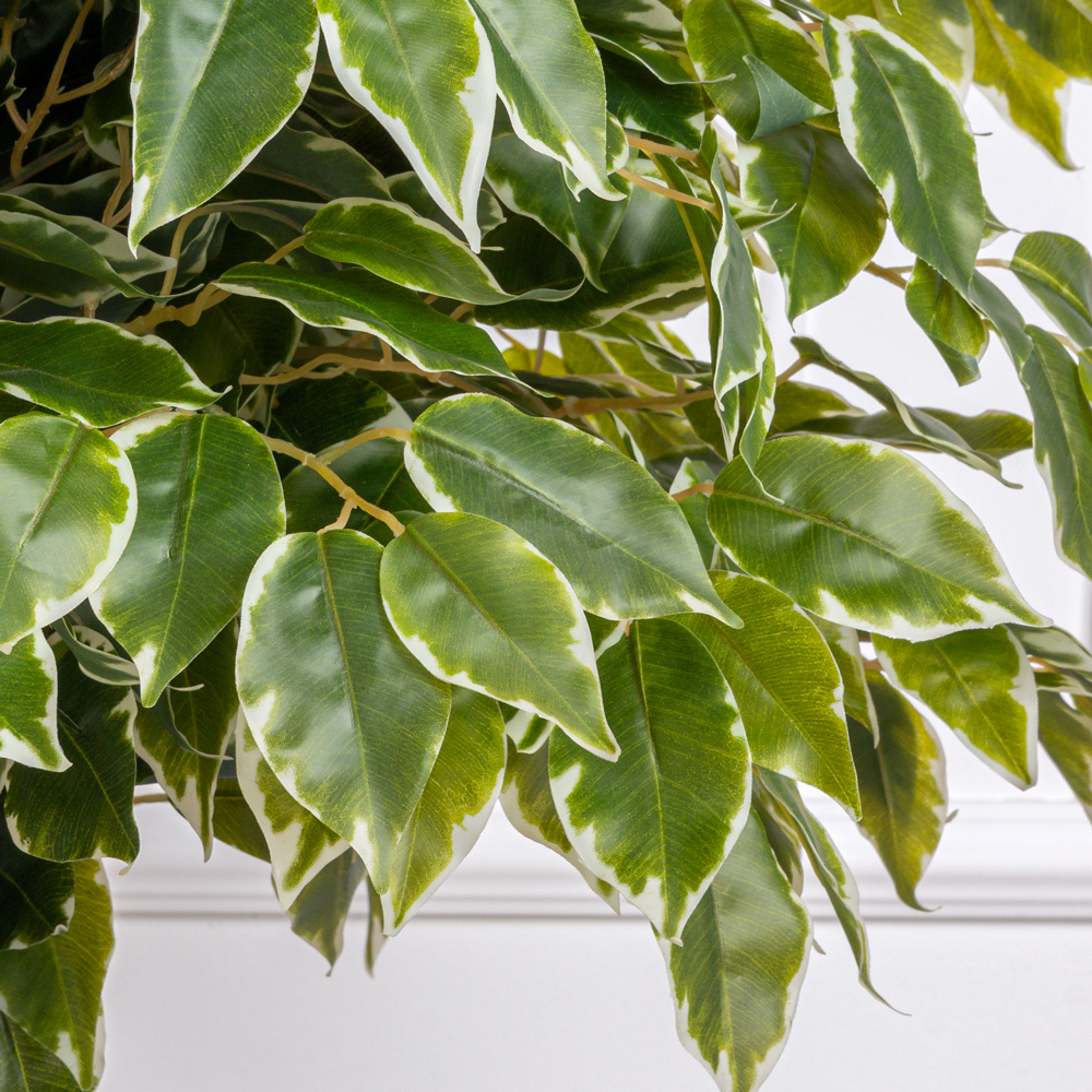 080/УК/17(з)(Пр)(F) Фикус Бенджамина искусственный h80см (латекс)_3