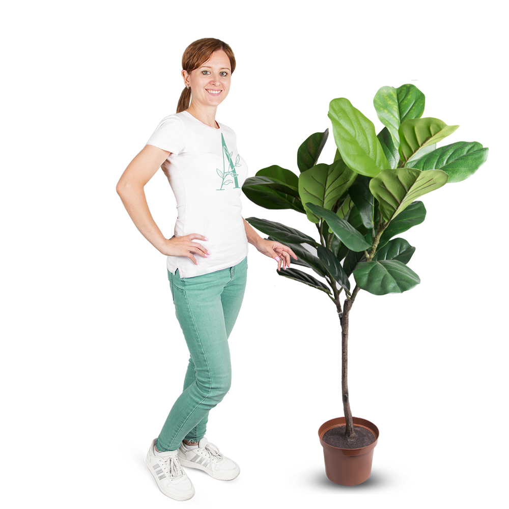 120/К/428(Х)Promo Фикус Лирата h120см_3