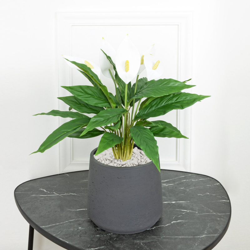 К50/217(Х)(Fix) Куст Спатифиллума с цветами h50см(латекс)  в кашпо d15см_2