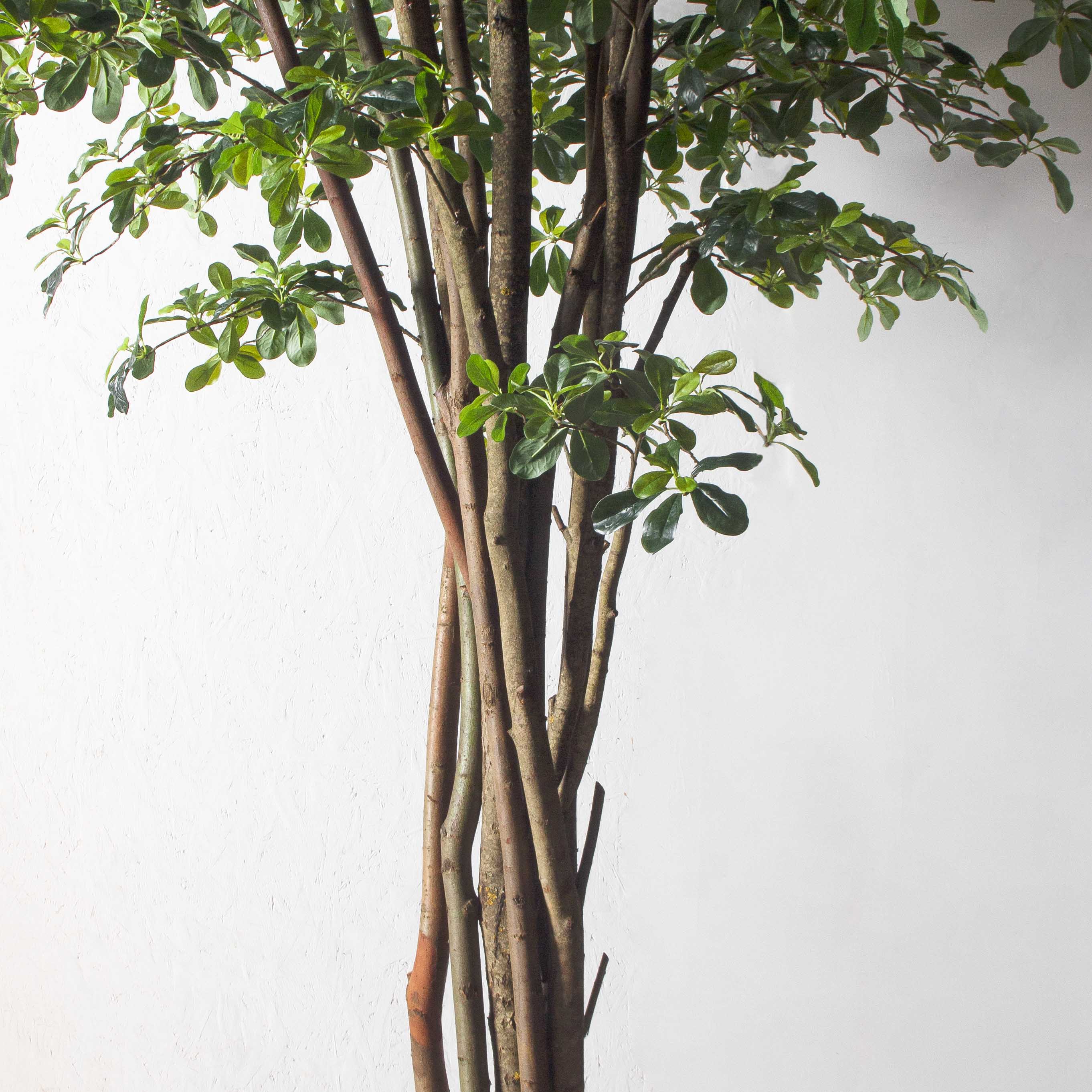 320/РН/84(з)(F) Шеффлера искусственная h320см (латекс)_8