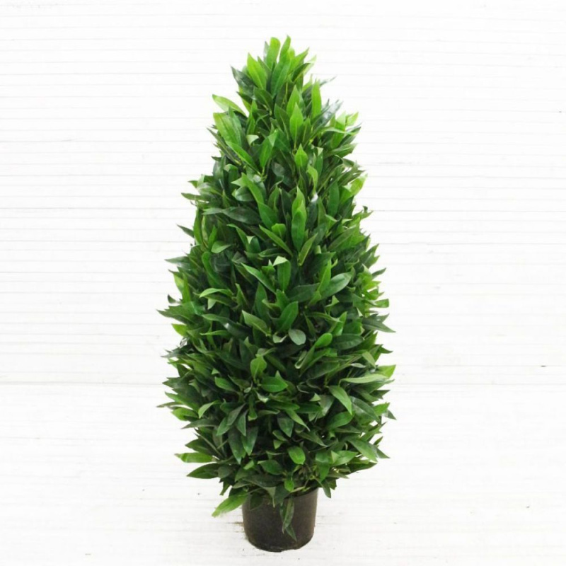 ДК140/27М Лавр (лат.) конус (нижн. d-50;122+18)