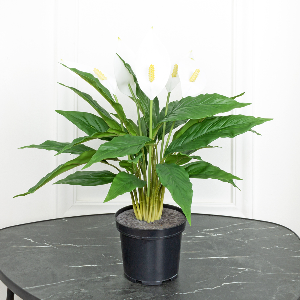 К50/217(Х)(Fix) Куст Спатифиллума с цветами h50см(латекс)  в кашпо d15см_3