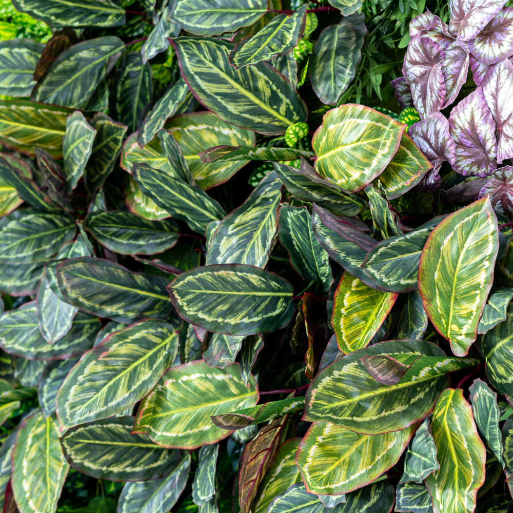 Фитостена 106_8