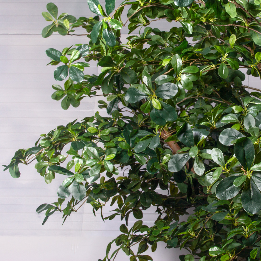 330/РН/84(з/УУ)(Пр)(F) Шеффлера искусственная h330см_1