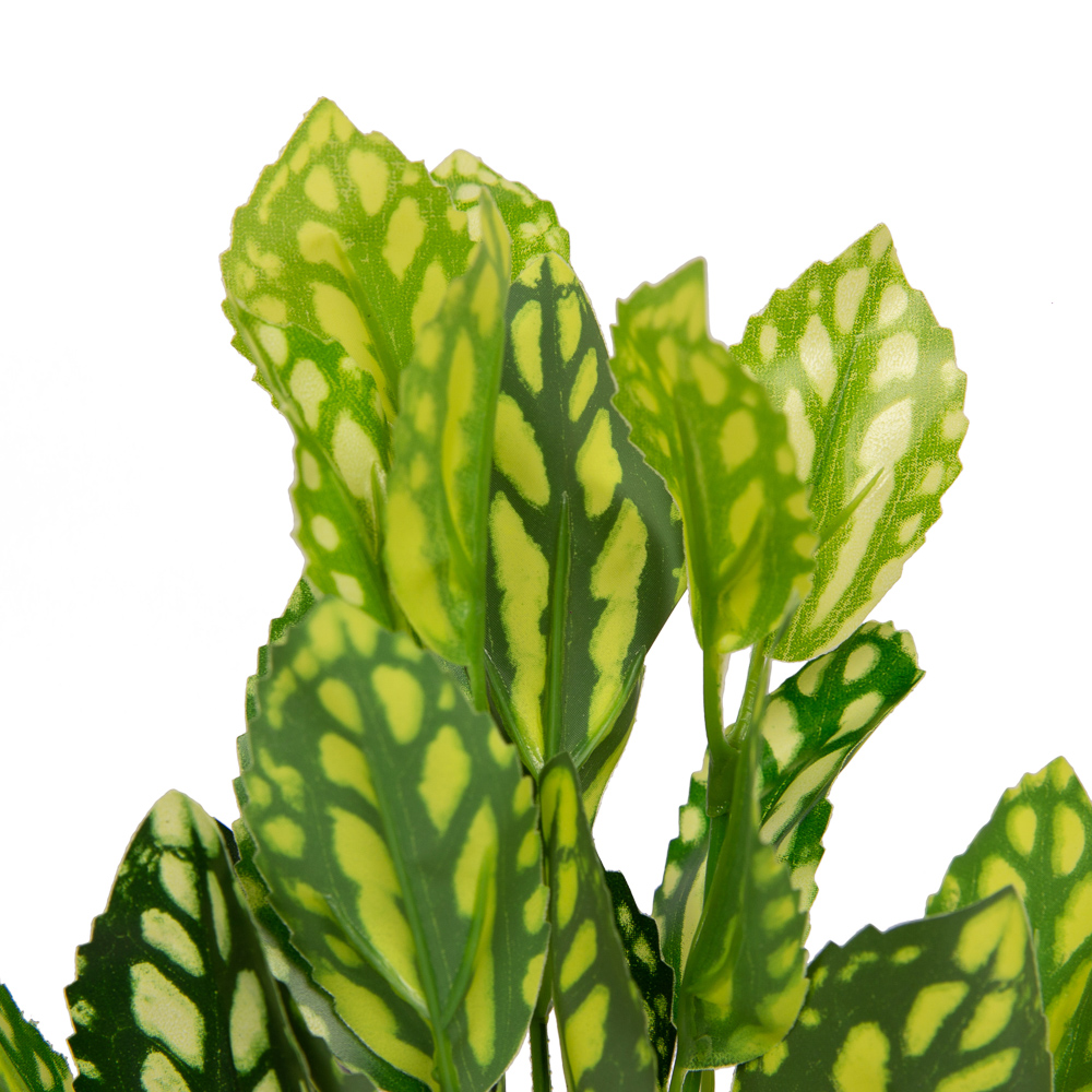 7143/9105-16 Пилея Кадье *5ч (латекс)_2