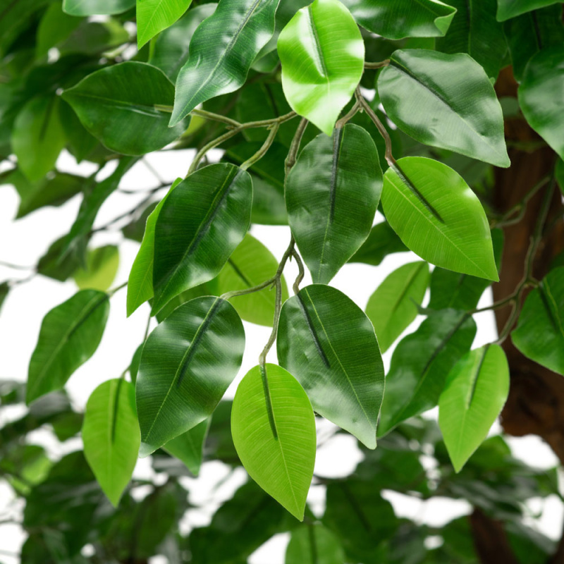 180/2К/ОС/17М(з.) Фикус (латекс) h-180см_2