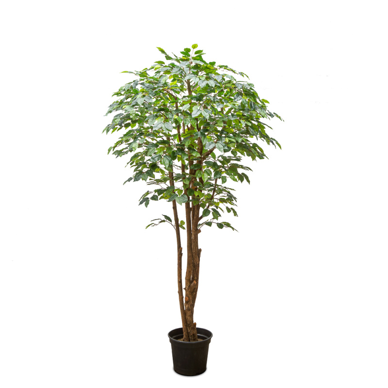 200/РН/34-2(з.) Фикус латекс h 200 см