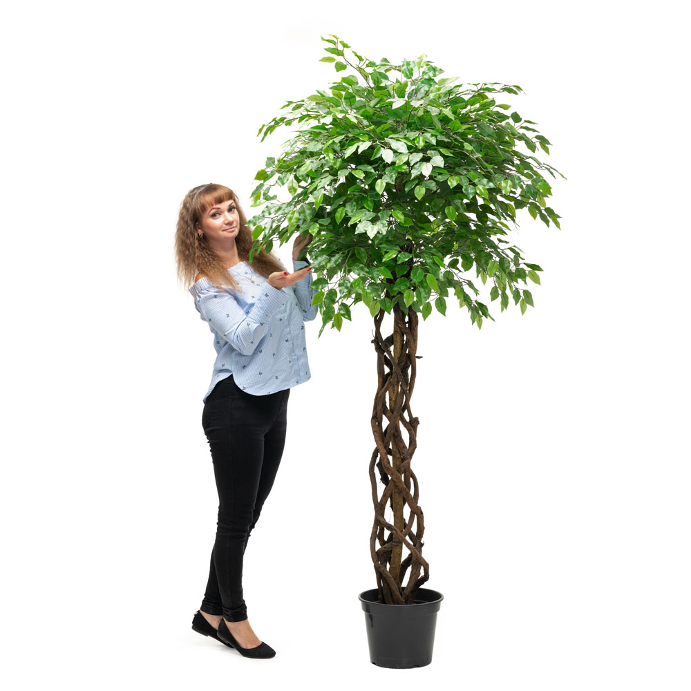 200/ССТ/ПЛ/34 Фикус зеленый (латекс) h-200см_2