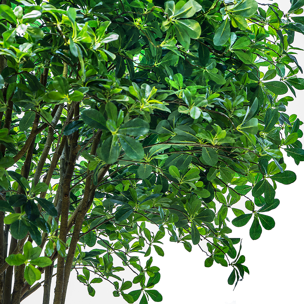 320/РН/84-2(з.)Шефлера h=320см на газон.основании 65*65_2