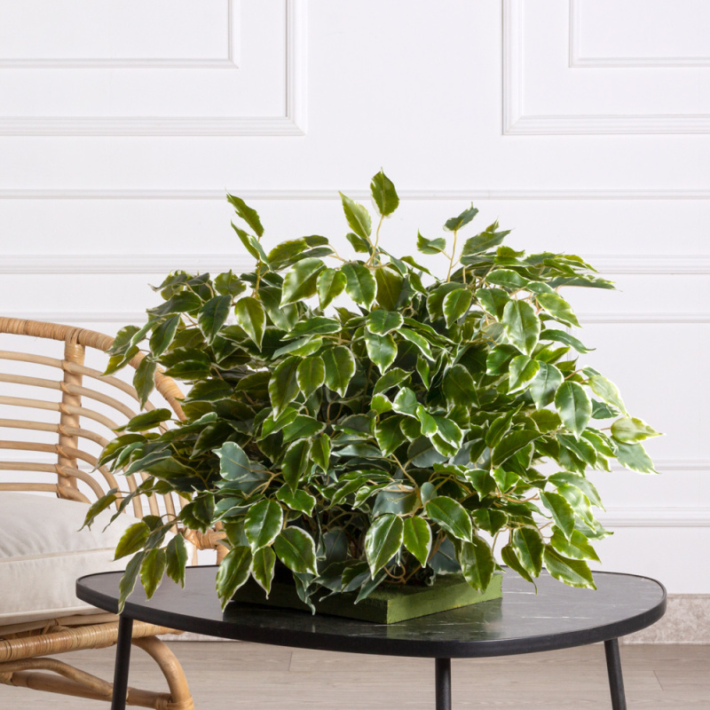 ВМ8 Вставка модуль Фикус пестрый h50см (латекс)_7