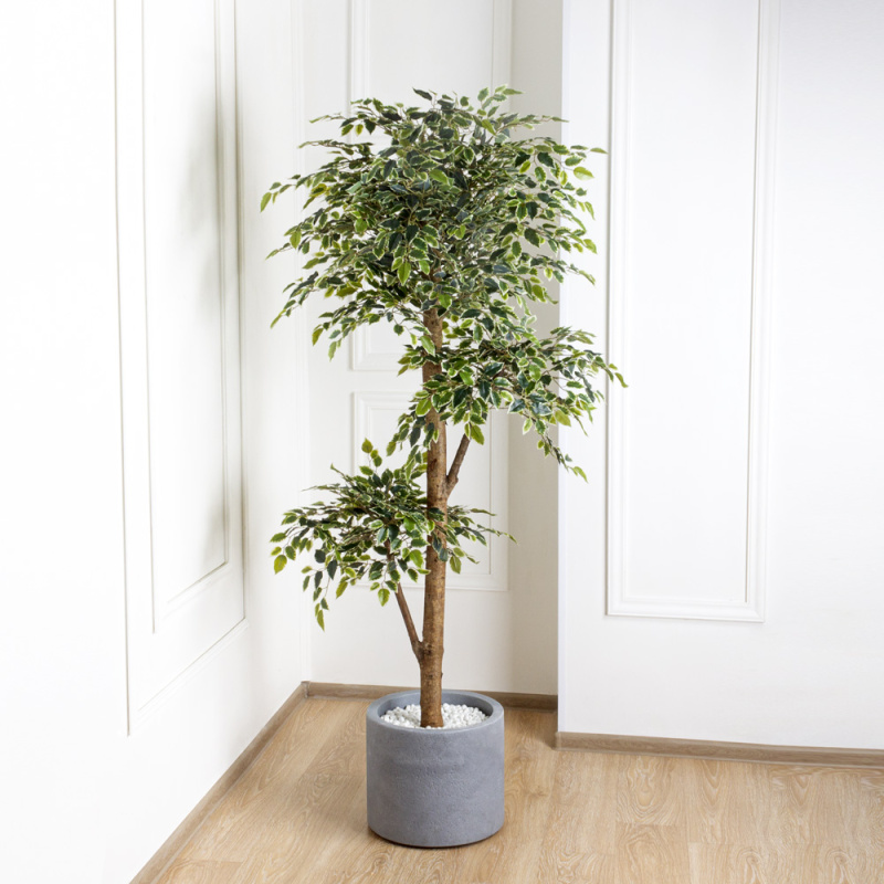 190/3К/Р/23М Фикус Бенджамина Старлайт h190см(латекс)_4