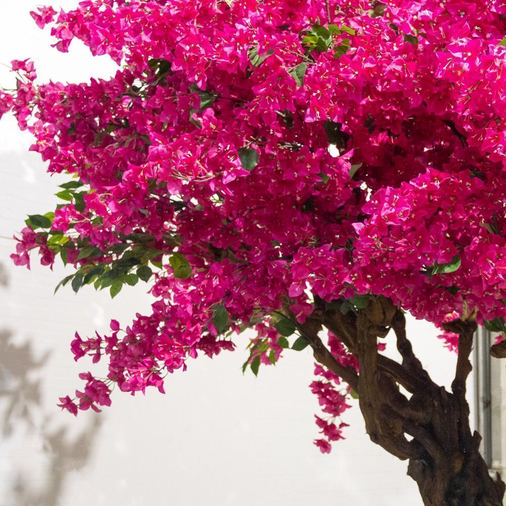 350/ОС/434(з)(УУ)(F) Бугенвилле́я искусственная h350см, d250см на основании 100х70см_3