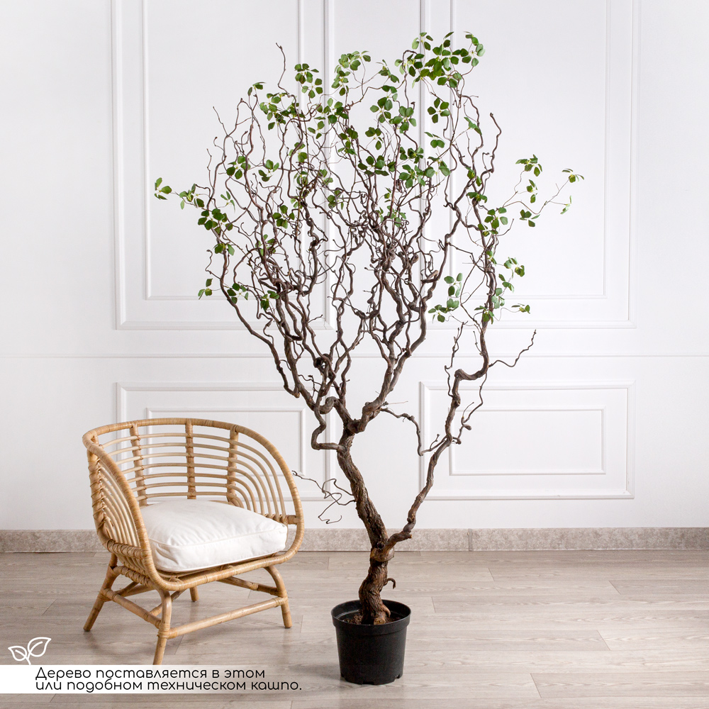 220/ДД/518(Пр) Шеффлера искусственная Компакта h220см (латекс)_1