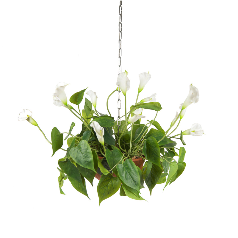 КЗ 15 Калла в подвесном кашпо d-26см (50xh50см) латекс