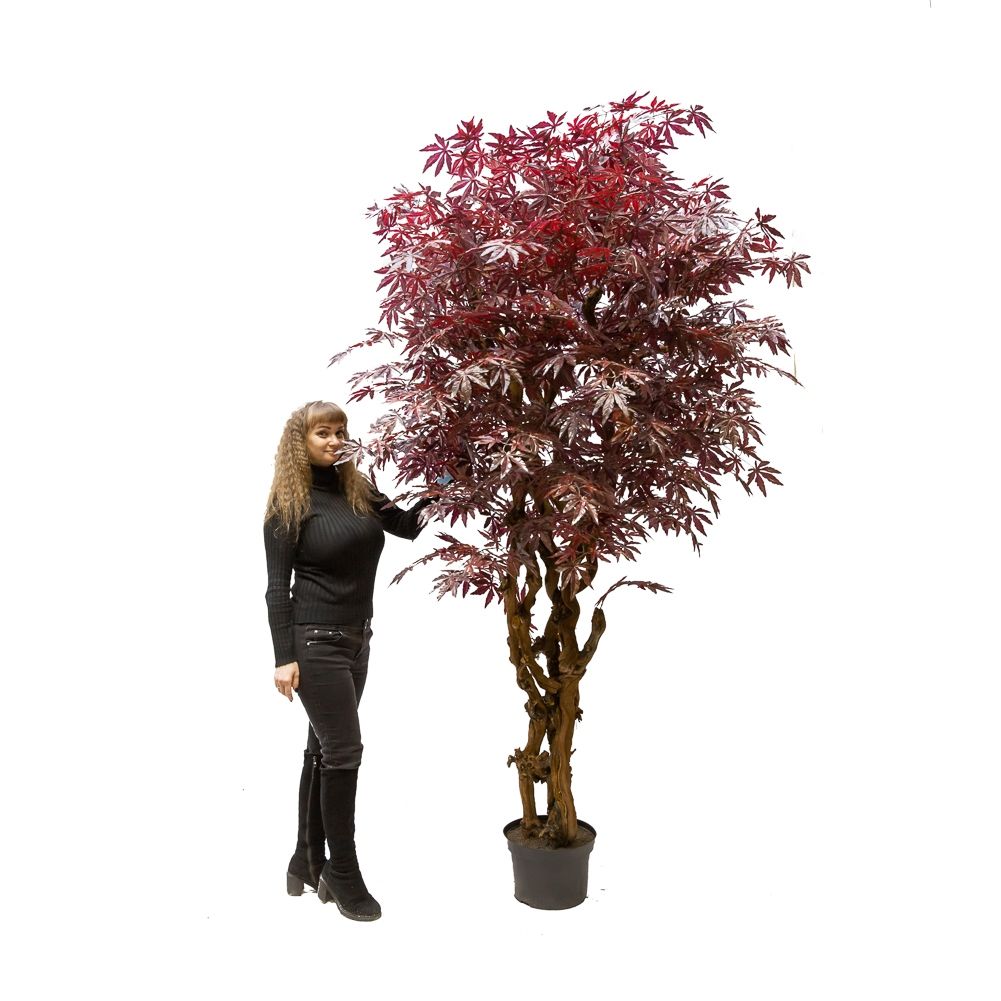 250/ОС/400 Клен японский h250см (латекс)_2