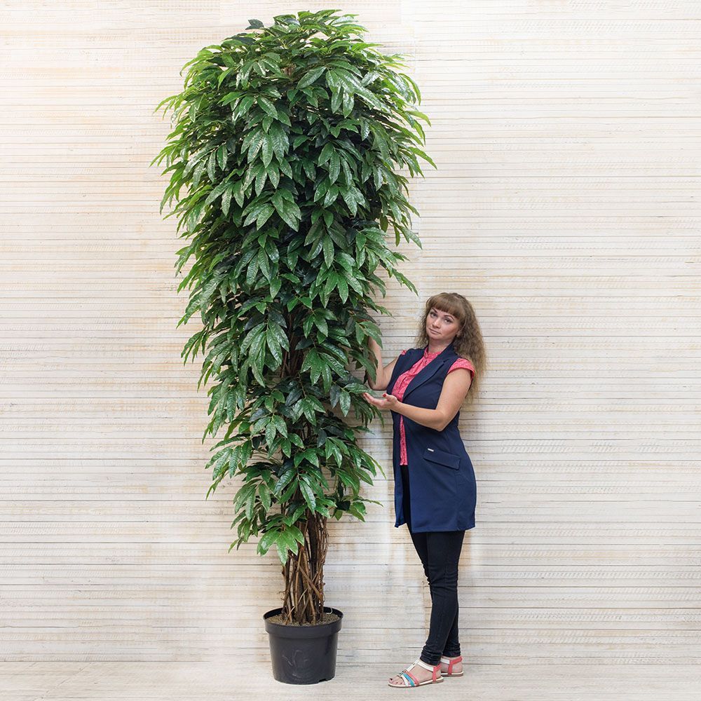 270/УК/220(з) Лонгифолия h-270см_3