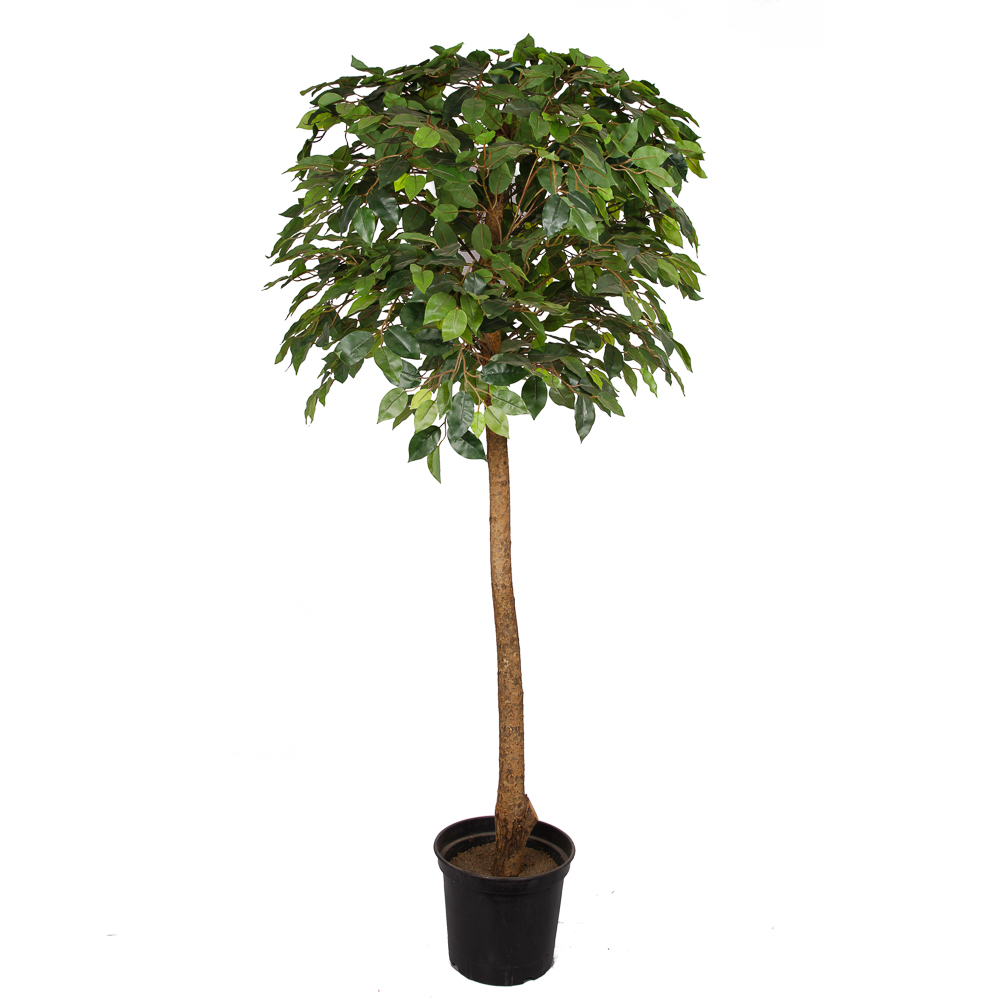 160/34 Фикус (латекс) 160см