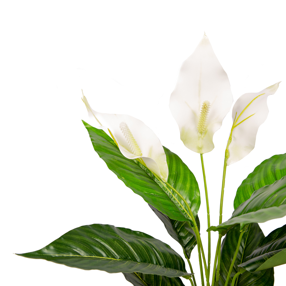 45/217-1 Спатифиллум h45см (латекс/ревелюр)_2