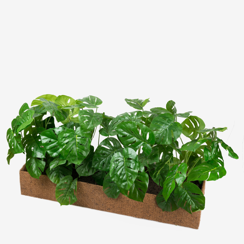 К60/79 Монстера (латекс) h-60см в кокос. боксе (100*30*15)