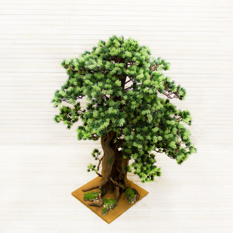 БС90/ОС/2К/30 Бонсай Сосна h-90см