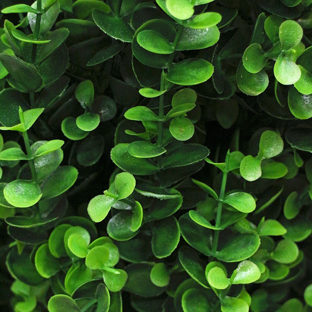 СК80/228 Самшит-конус  эвкалиптовый Элит (h-61см+19см кашпо)_2