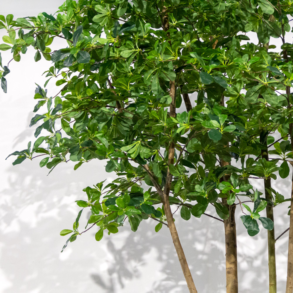 360/Я2/РН/АСС/84(з)(УУ)(Пр)(F) Шеффлера искусственная пристенная h360см, латекс_3