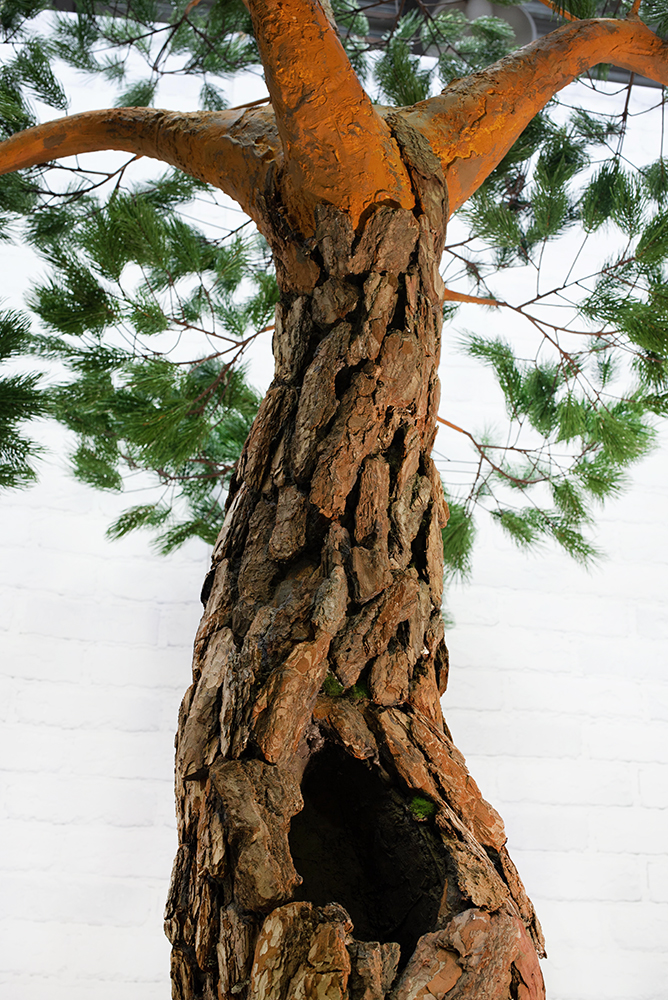 400Разб./нат/224(з.) Сосна с натур.корой h-400см_6