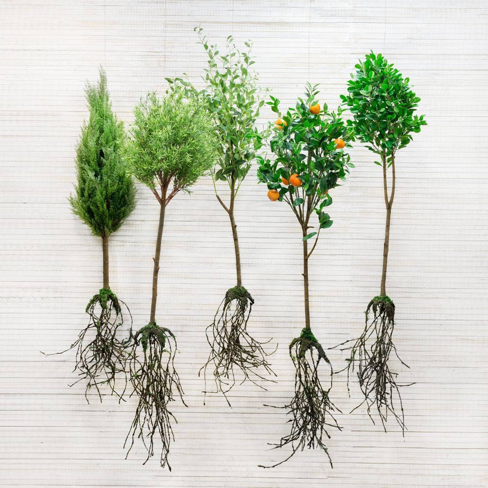 КД120/202(з) Дерево декор узк.лист с корнями_4