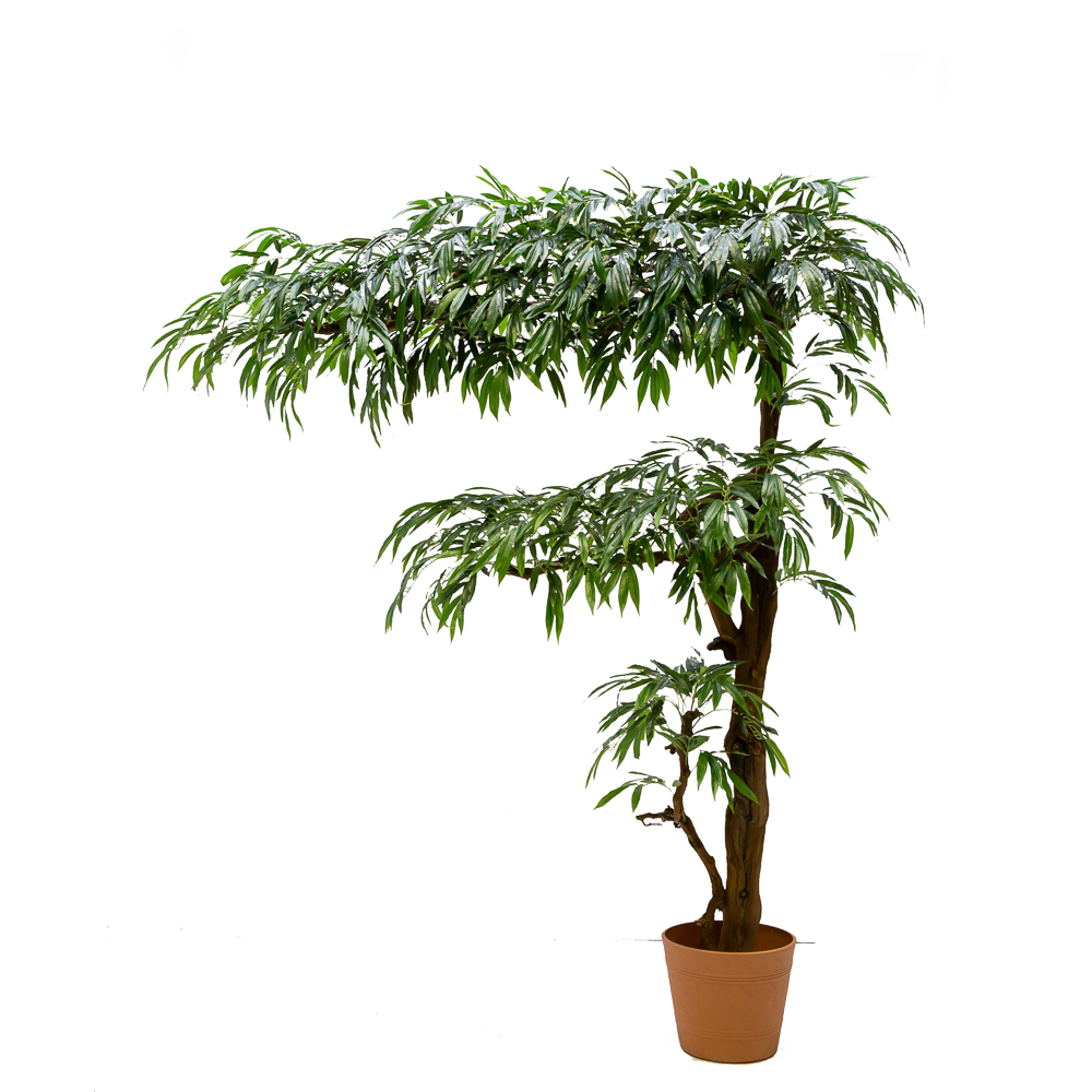 270/3Я/ОС/219(з.) Лонгифолия (h-270см, крона 210см)